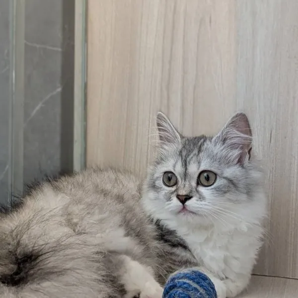 銀白色小步舞曲妹妹