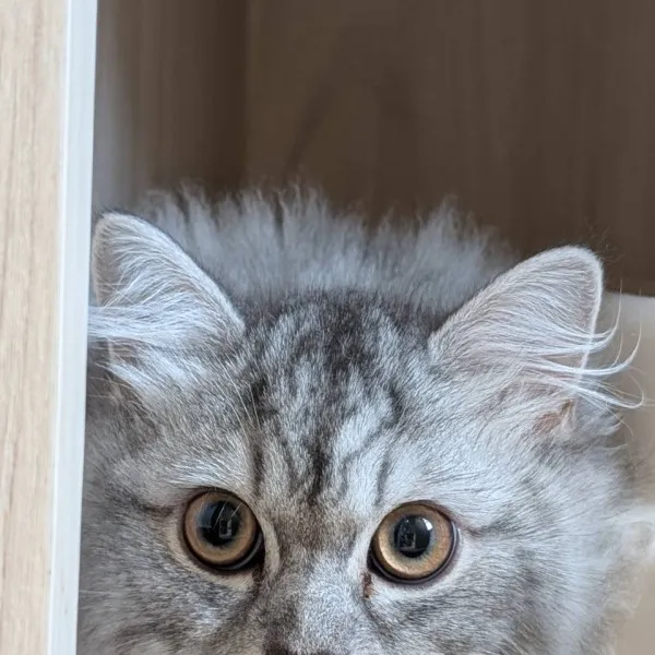 銀白曼赤肯妹妹