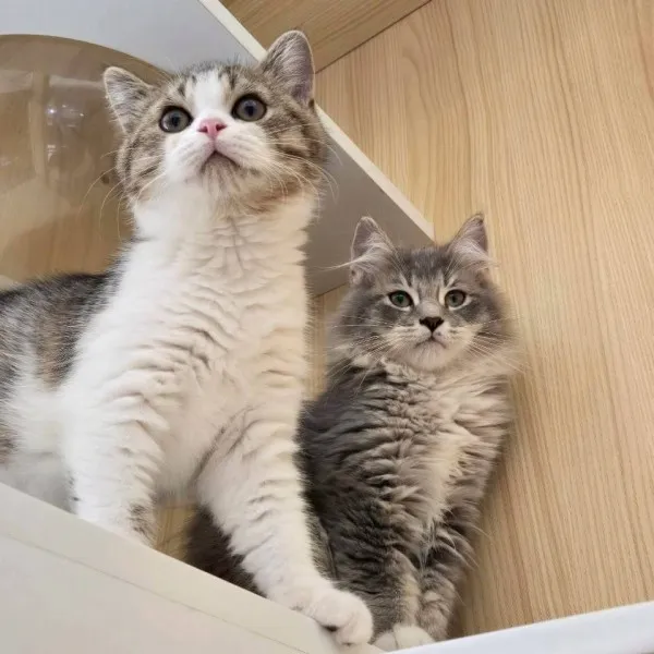 金虎斑加白英短弟弟