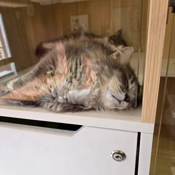 藍金漸層英長弟弟