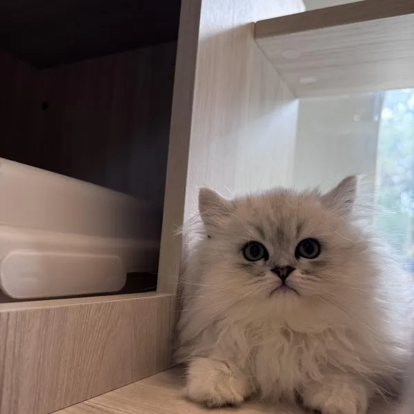 銀漸層賽凱直毛弟弟