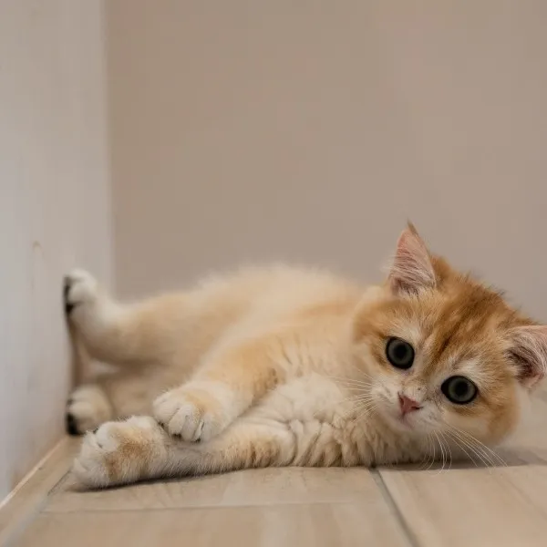 已有家-金漸層英短弟弟