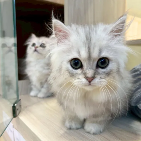 已有家-銀漸層小步舞曲弟弟