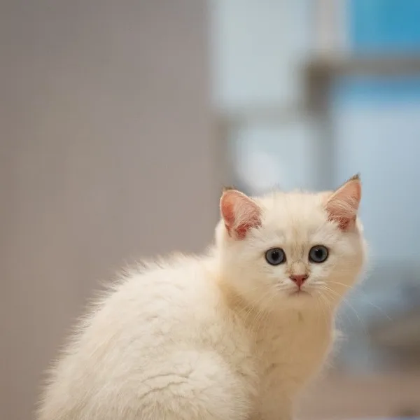 已有家-金點漸層英短弟弟