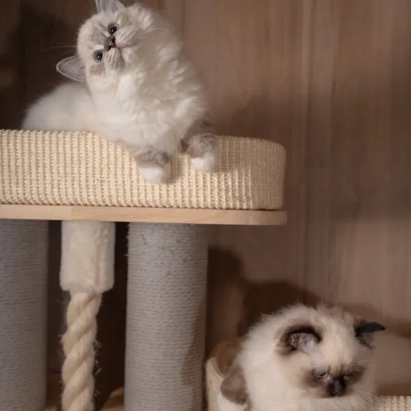 已有家-海豹重點手套布偶妹妹