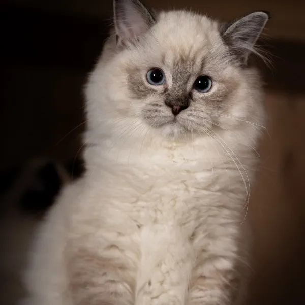 已有家-海豹山貓重點手套布偶妹妹