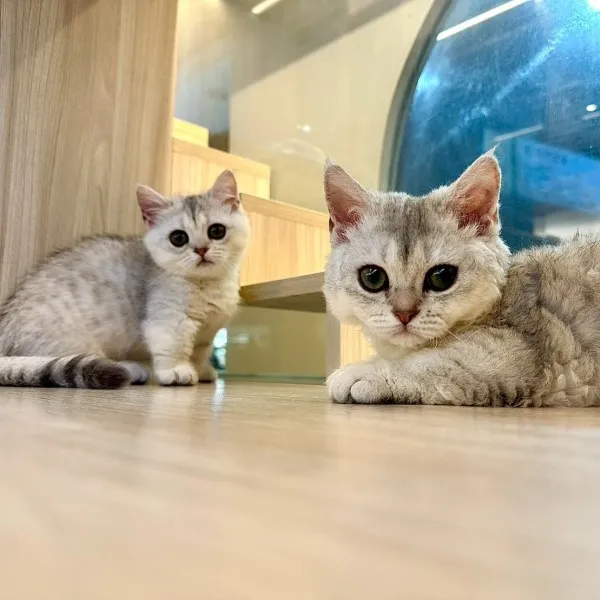 已有家-賽爾凱克曼赤肯妹妹