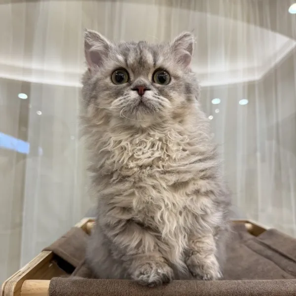 已有家-藍虎斑賽凱小步妹妹