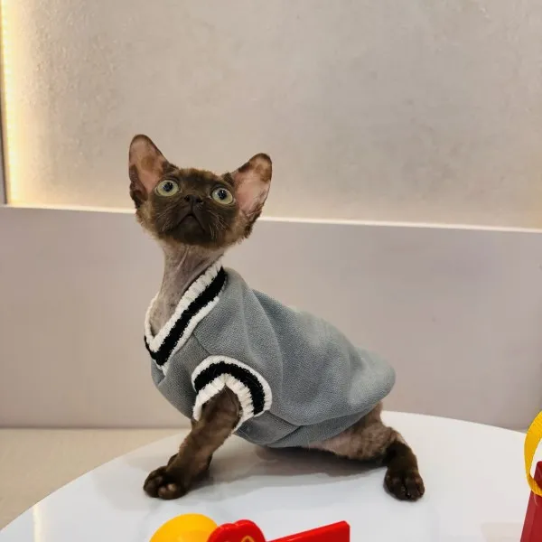 已有家-巧克力德文卷毛弟弟