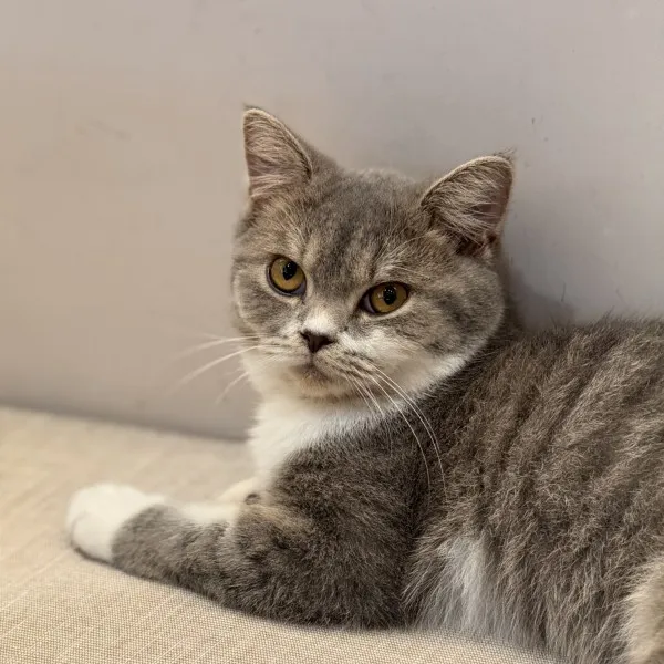 已有家-藍虎斑加白英短弟弟