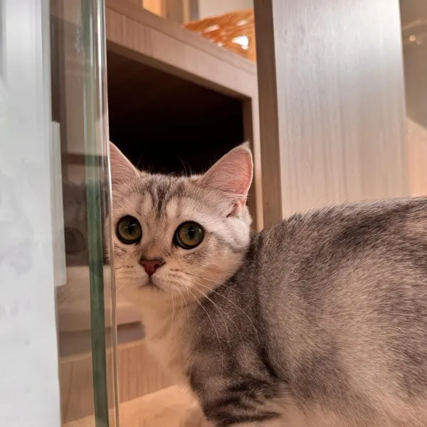 已有家-銀虎斑曼赤肯妹妹