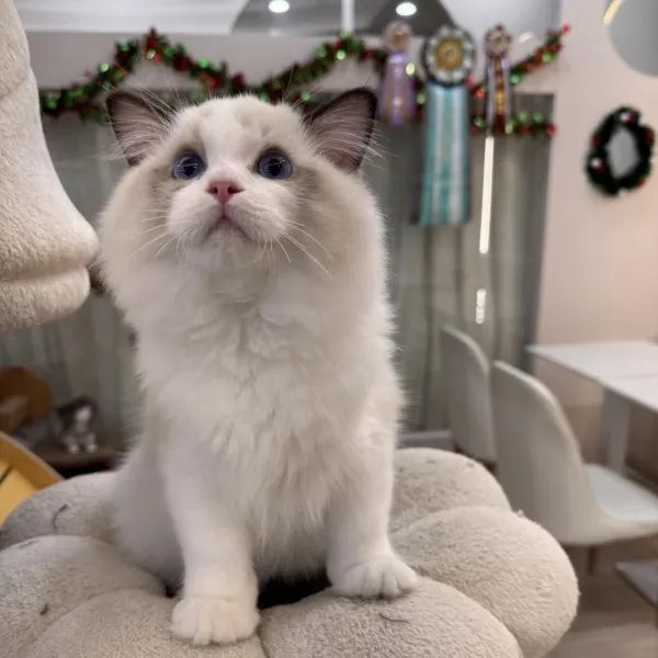 已有家-海豹雙色布偶弟弟