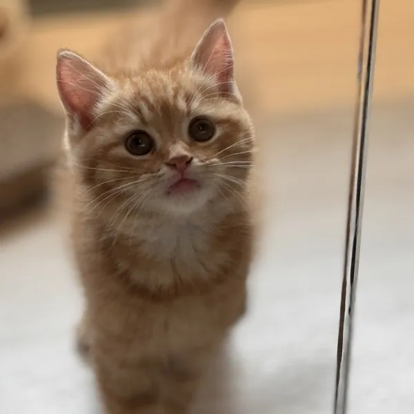 已有家-紅虎斑美短弟弟