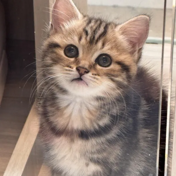 已有家-棕虎斑美短妹妹