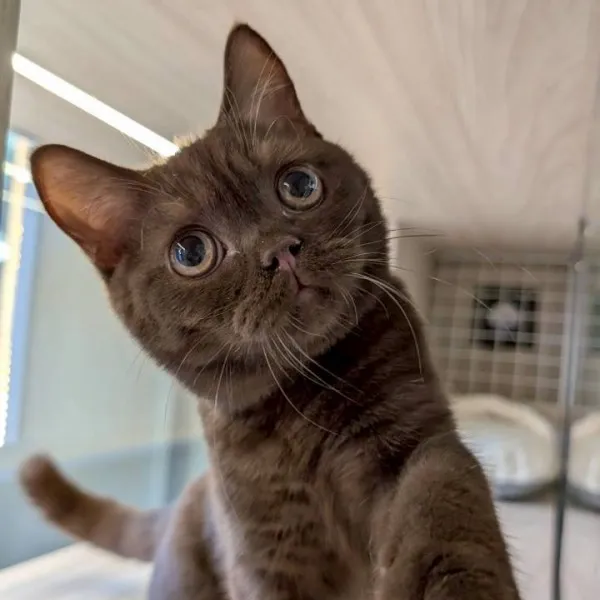 巧克力英短弟弟