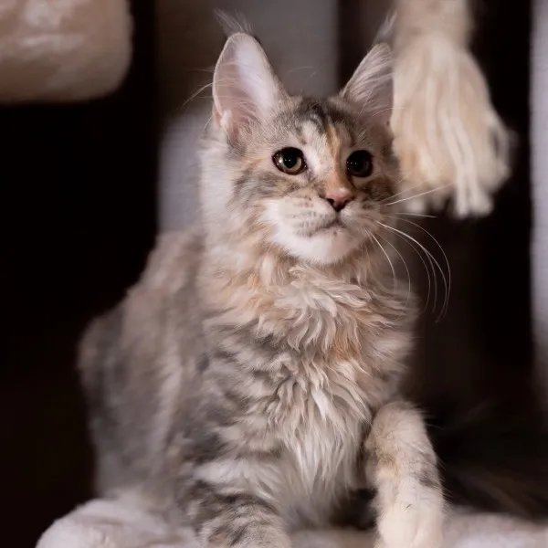 藍三花緬因妹妹