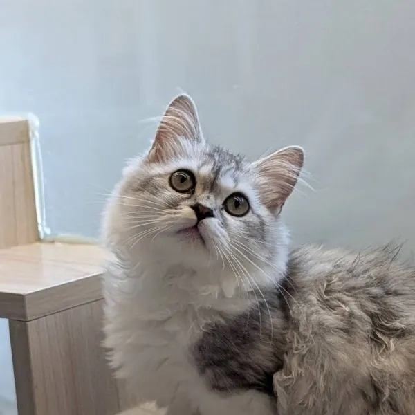 銀白色小步舞曲妹妹