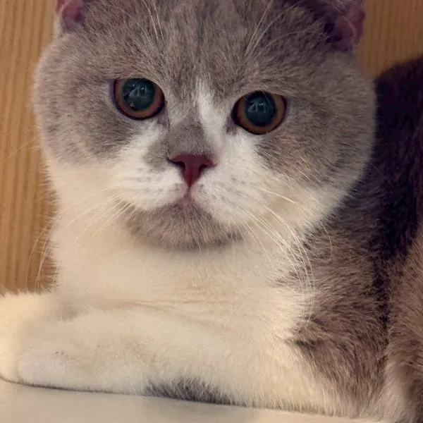 紫丁香加白英短弟弟