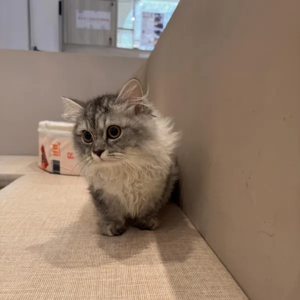 銀白曼赤肯妹妹