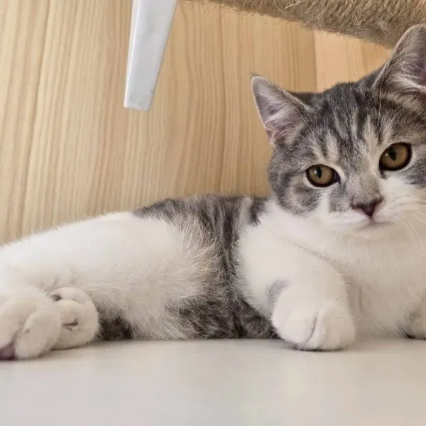 金虎斑加白英短弟弟