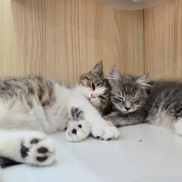 藍金漸層英長弟弟