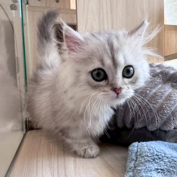 已有家-銀漸層小步舞曲弟弟