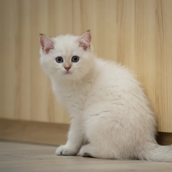 已有家-金點漸層英短弟弟