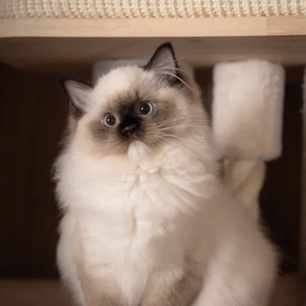 已有家-海豹重點手套布偶妹妹