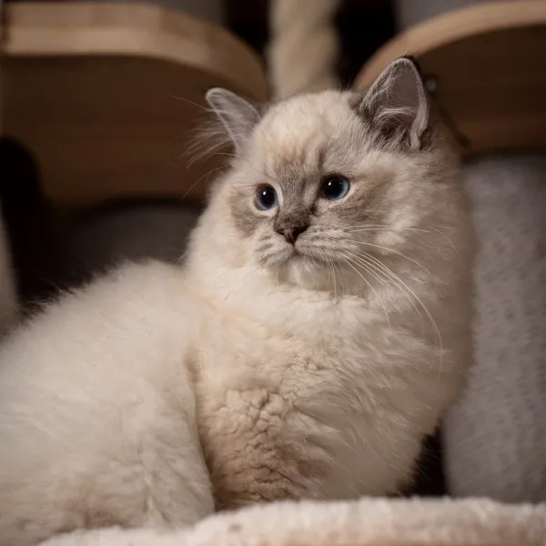 已有家-海豹山貓重點手套布偶妹妹