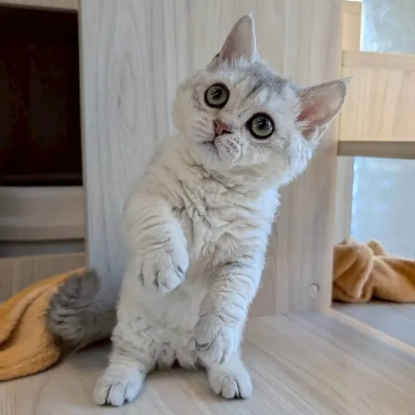 已有家-賽爾凱克曼赤肯妹妹