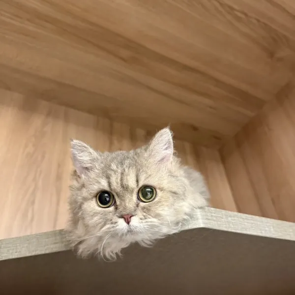 已有家-藍虎斑賽凱小步妹妹