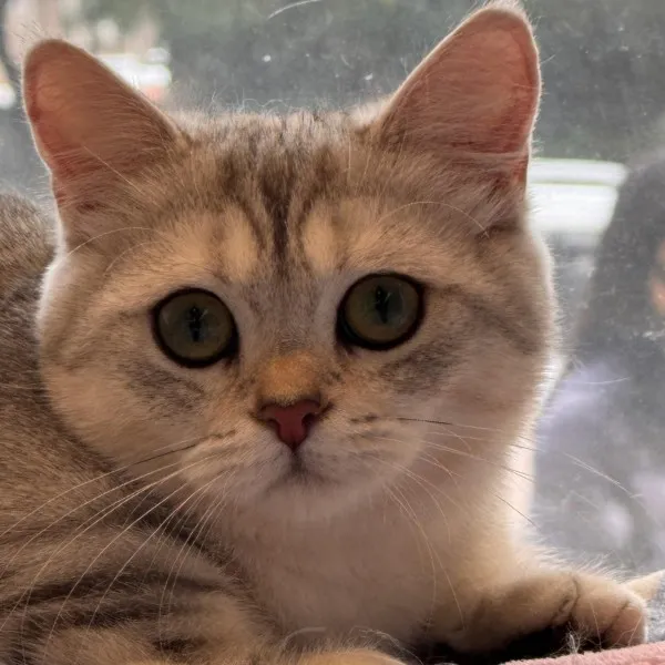 已有家-銀虎斑曼赤肯妹妹