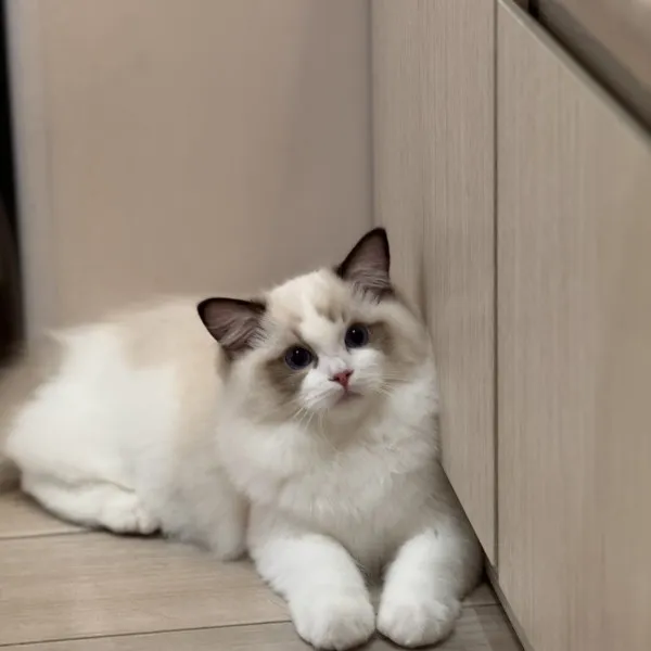 已有家-海豹雙色布偶弟弟