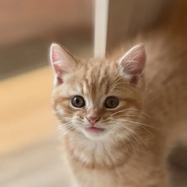 已有家-紅虎斑美短弟弟