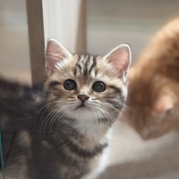 已有家-棕虎斑美短妹妹