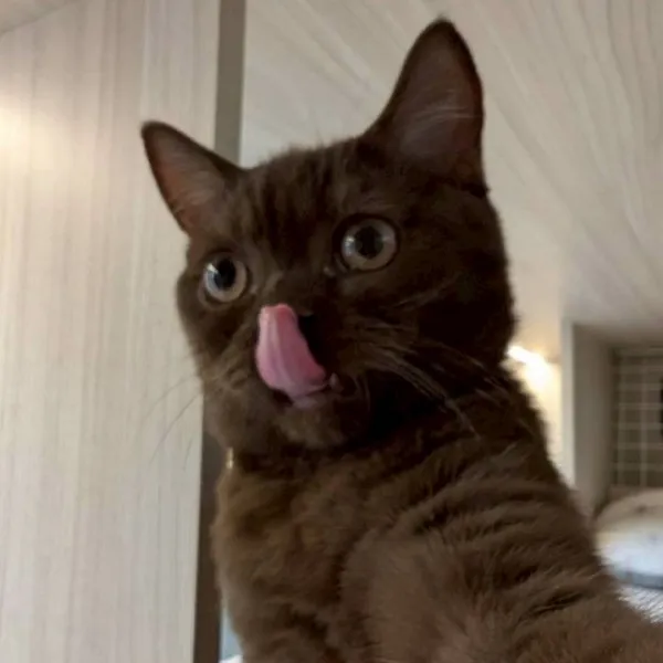 巧克力英短弟弟