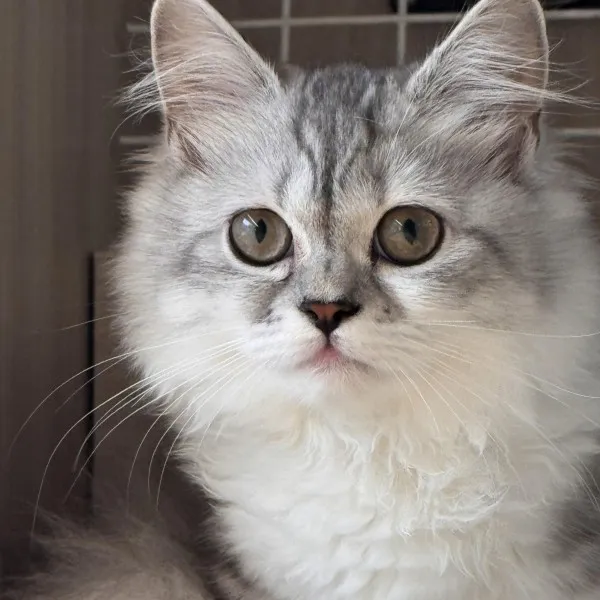 銀白色小步舞曲妹妹