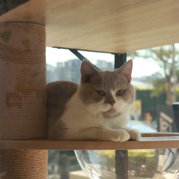 紫丁香加白英短弟弟