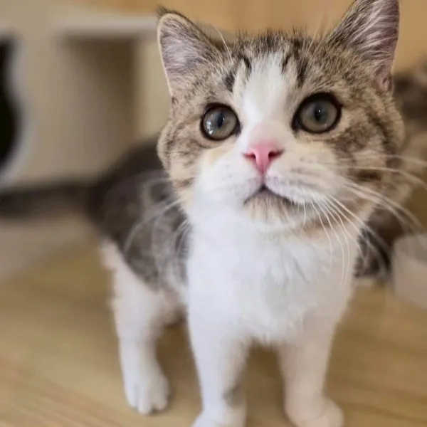 金虎斑加白英短弟弟