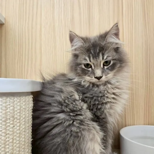 藍金漸層英長弟弟