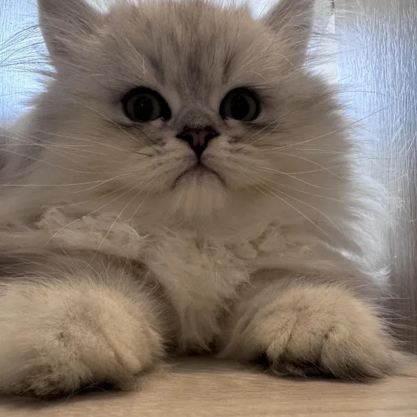 銀漸層賽凱直毛弟弟