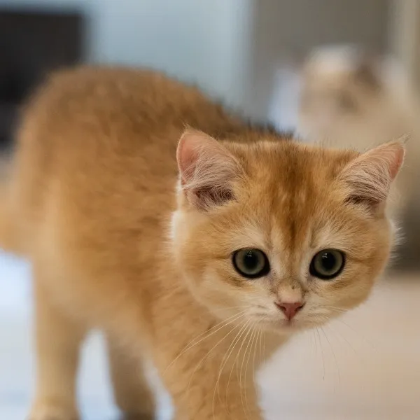 已有家-金漸層英短弟弟