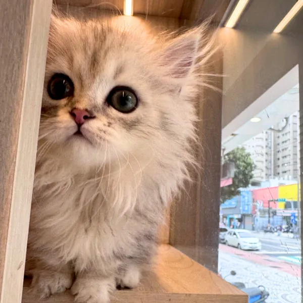 已有家-銀漸層小步舞曲弟弟