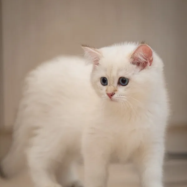 已有家-金點漸層英短弟弟