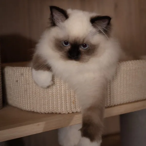 已有家-海豹重點手套布偶妹妹