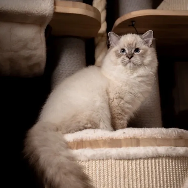 已有家-海豹山貓重點手套布偶妹妹