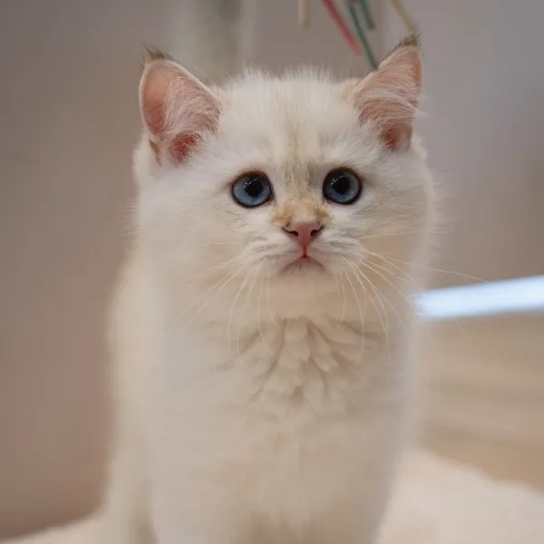 已有家-金點漸層英短弟弟