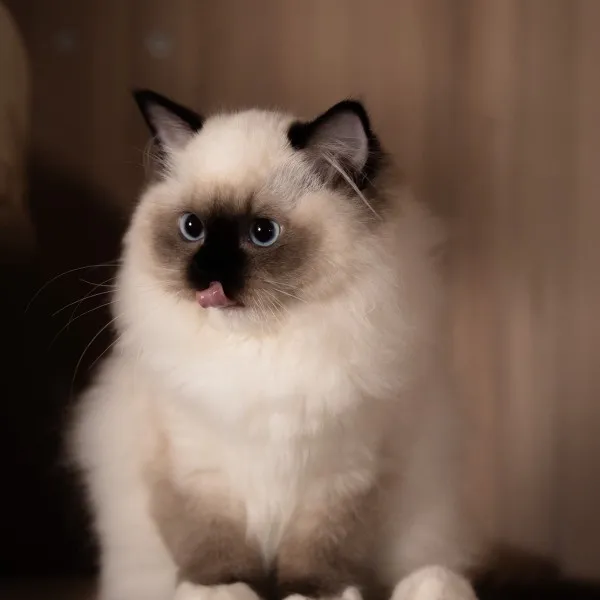 已有家-海豹重點手套布偶妹妹