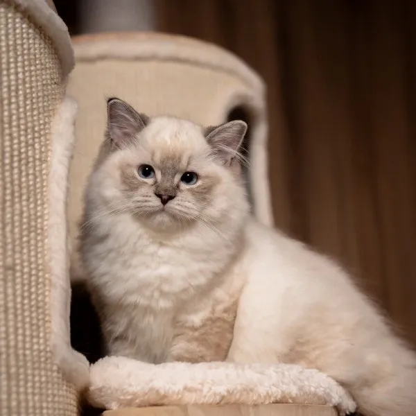 已有家-海豹山貓重點手套布偶妹妹