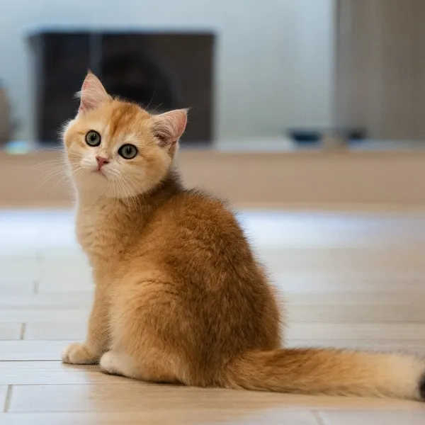 已有家-金漸層英短弟弟